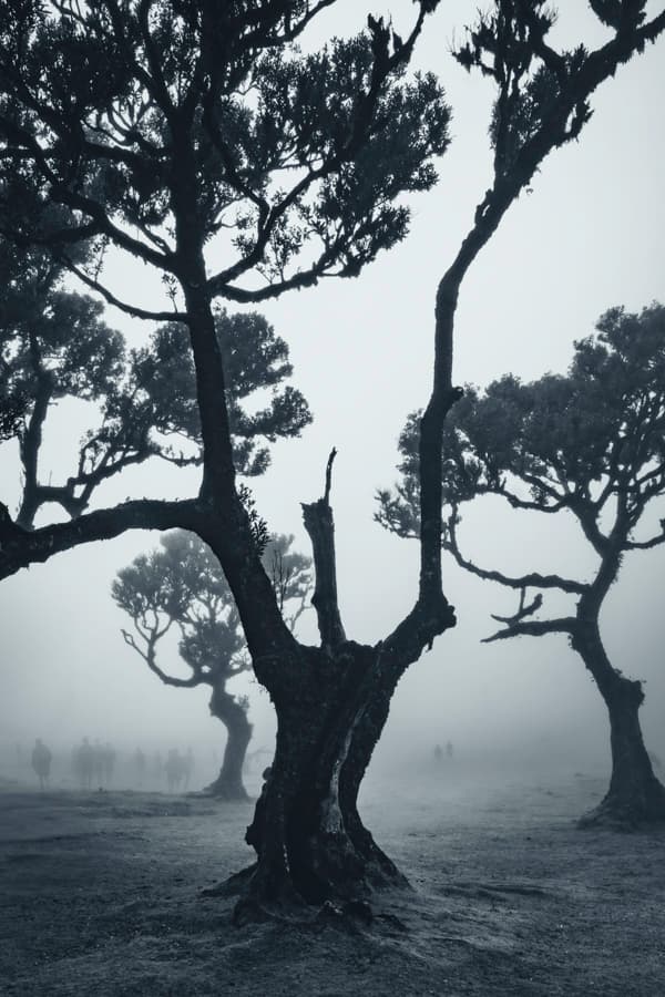 Guardians of the Forest — 1